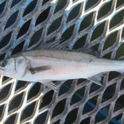 オリジナルメーカー海づり公園(市原市海づり施設) 釣果