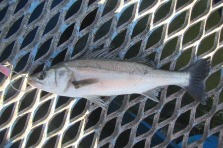 オリジナルメーカー海づり公園(市原市海づり施設) 釣果