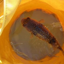 オリジナルメーカー海づり公園(市原市海づり施設) 釣果