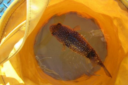 オリジナルメーカー海づり公園(市原市海づり施設) 釣果