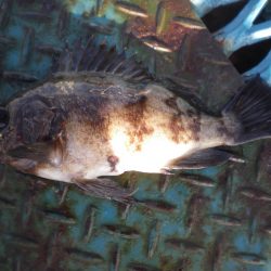 オリジナルメーカー海づり公園(市原市海づり施設) 釣果