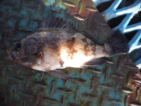 オリジナルメーカー海づり公園(市原市海づり施設) 釣果