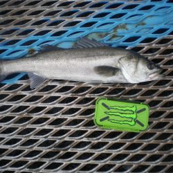 オリジナルメーカー海づり公園(市原市海づり施設) 釣果