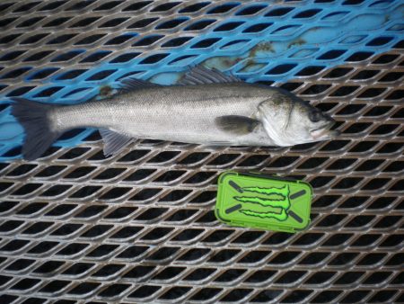 オリジナルメーカー海づり公園(市原市海づり…