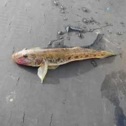 オリジナルメーカー海づり公園(市原市海づり施設) 釣果