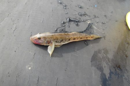 オリジナルメーカー海づり公園(市原市海づり施設) 釣果