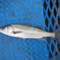 オリジナルメーカー海づり公園(市原市海づり施設) 釣果