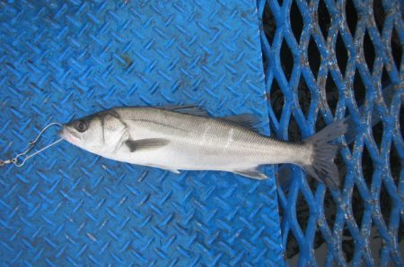 オリジナルメーカー海づり公園(市原市海づり施設) 釣果