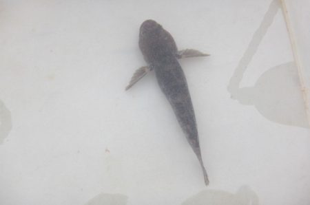 オリジナルメーカー海づり公園(市原市海づり施設) 釣果