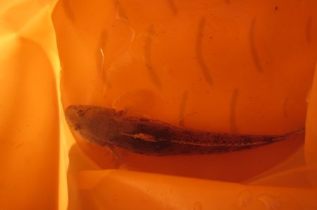 オリジナルメーカー海づり公園(市原市海づり施設) 釣果