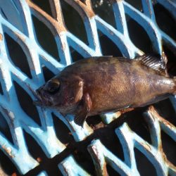 オリジナルメーカー海づり公園(市原市海づり施設) 釣果