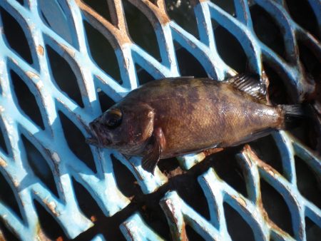 オリジナルメーカー海づり公園(市原市海づり施設) 釣果
