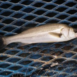 オリジナルメーカー海づり公園(市原市海づり施設) 釣果