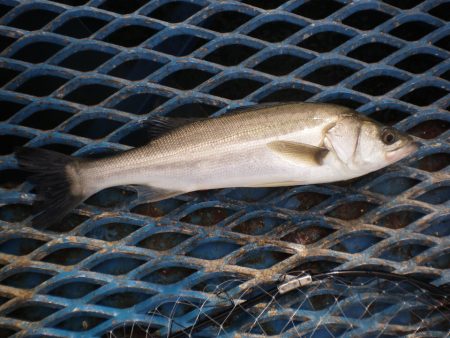 オリジナルメーカー海づり公園(市原市海づり…