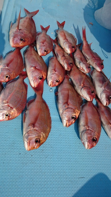 海晴丸 釣果