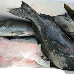 しば渡船 釣果