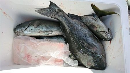 しば渡船 釣果