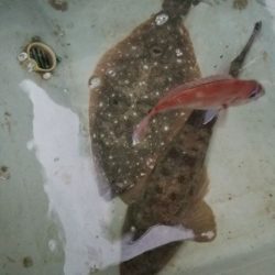 Magic(マジック) 釣果