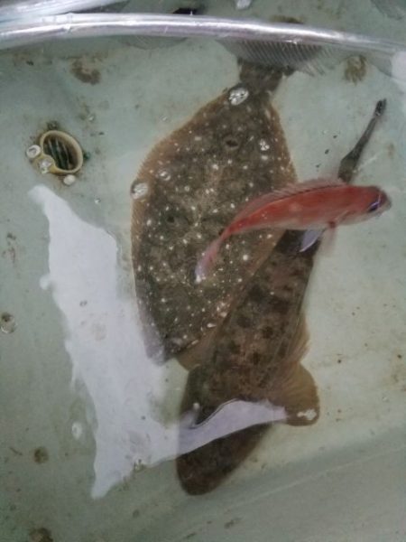 Magic（マジック） 釣果