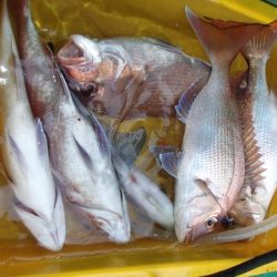 第二むつ漁丸 釣果