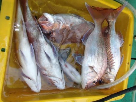 第二むつ漁丸 釣果