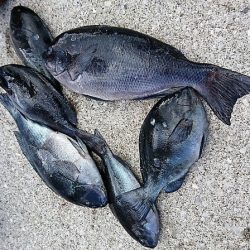 しば渡船 釣果