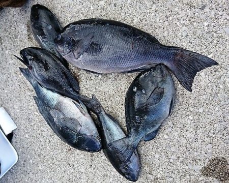 しば渡船 釣果