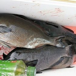しば渡船 釣果