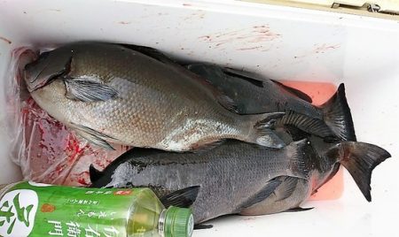 しば渡船 釣果
