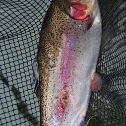 小菅トラウトガーデン 釣果