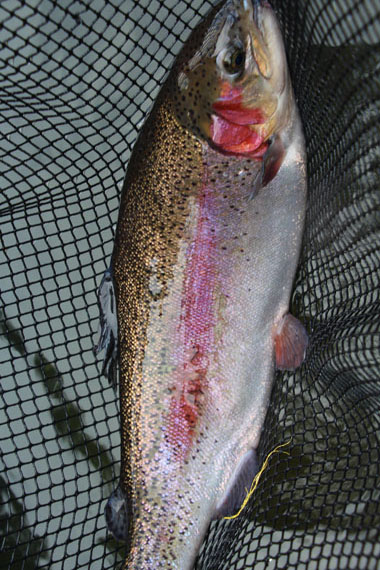 小菅トラウトガーデン 釣果