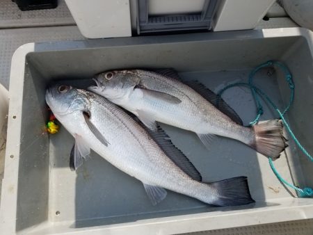遊漁船　ニライカナイ 釣果