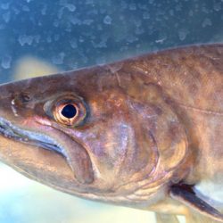 小菅トラウトガーデン 釣果