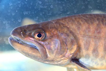 小菅トラウトガーデン 釣果