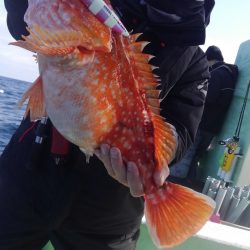 遊漁船 新鋭丸 釣果