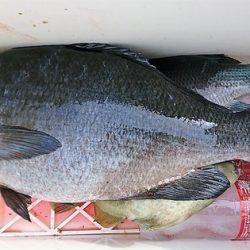 しば渡船 釣果