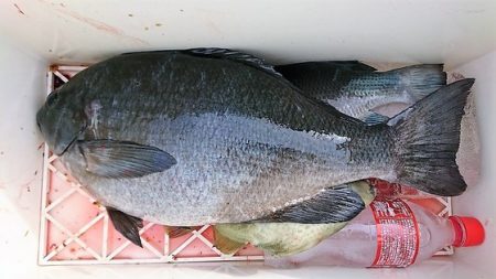 しば渡船 釣果
