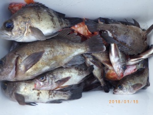 石川丸 釣果