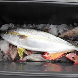 大進丸(新潟) 釣果