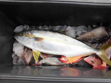 大進丸(新潟) 釣果