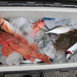 大進丸(新潟) 釣果