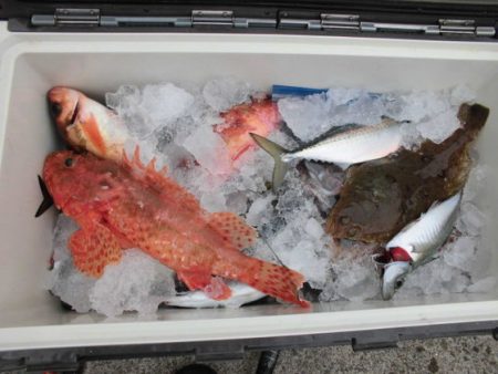 大進丸(新潟) 釣果