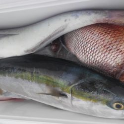 遊漁船 新鋭丸 釣果