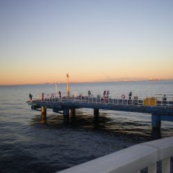 オリジナルメーカー海づり公園(市原市海づり施設) 釣果