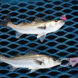 オリジナルメーカー海づり公園(市原市海づり施設) 釣果