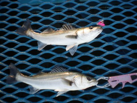 オリジナルメーカー海づり公園(市原市海づり…