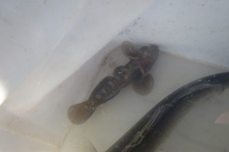 オリジナルメーカー海づり公園(市原市海づり施設) 釣果