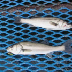 オリジナルメーカー海づり公園(市原市海づり施設) 釣果