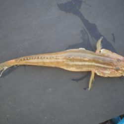 オリジナルメーカー海づり公園(市原市海づり施設) 釣果