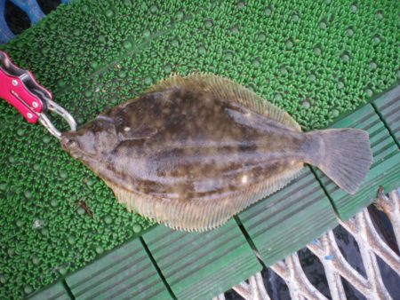 オリジナルメーカー海づり公園(市原市海づり施設) 釣果